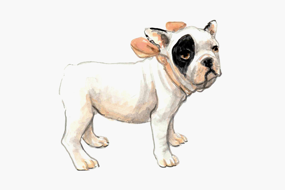 Black and White French Bulldogs, an Animal Illustration by Carol Cooper Studios (Photo 5 of 5)