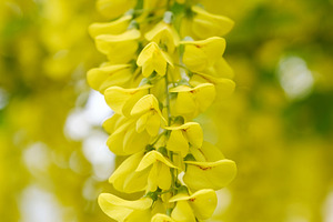 Beautiful yellow laburnum flowers hanging on a branch. Close-up of golden rain, a Nature Photo by Rohan Photography