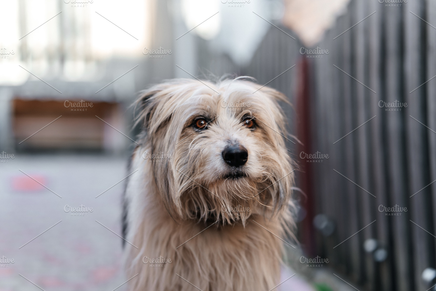 Portrait of shaggy dog outdoors with soft background, an Animal Photo by Red Hot Chili Pepper Shop