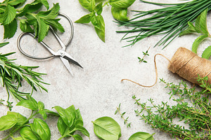 Fresh herbs frame with scissors and twine on gray background, a Food & Drink Photo by Olena Rudo