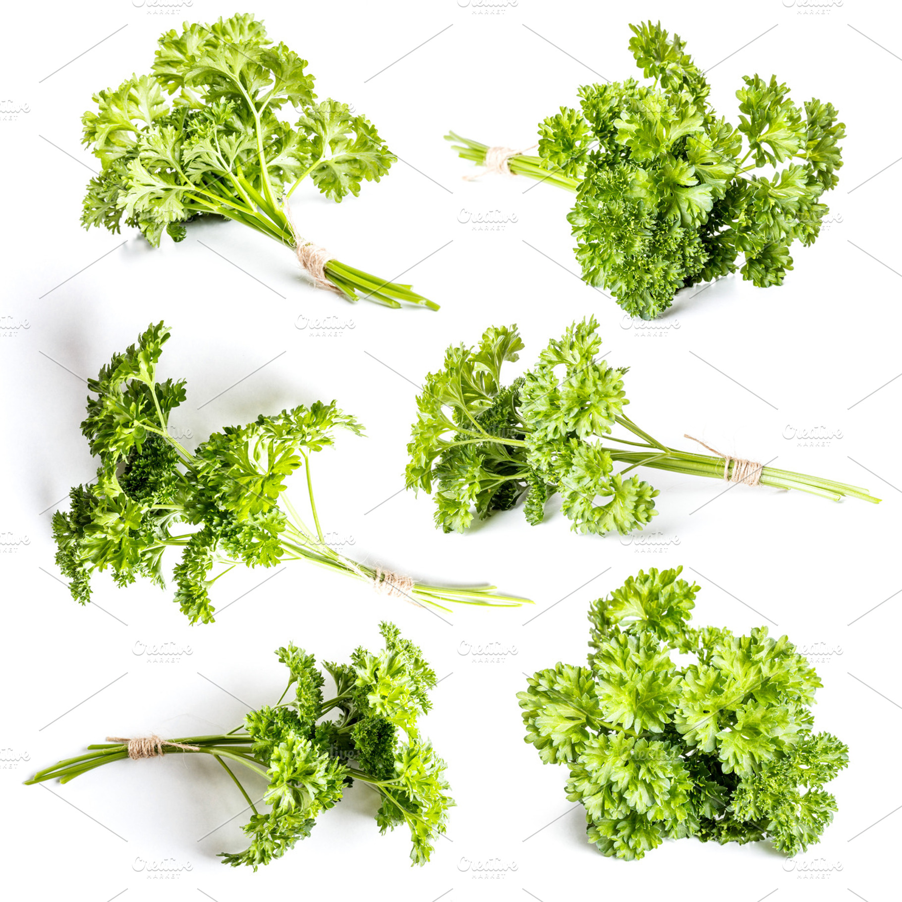 Curly parsley containing parsley, white, and foliage
