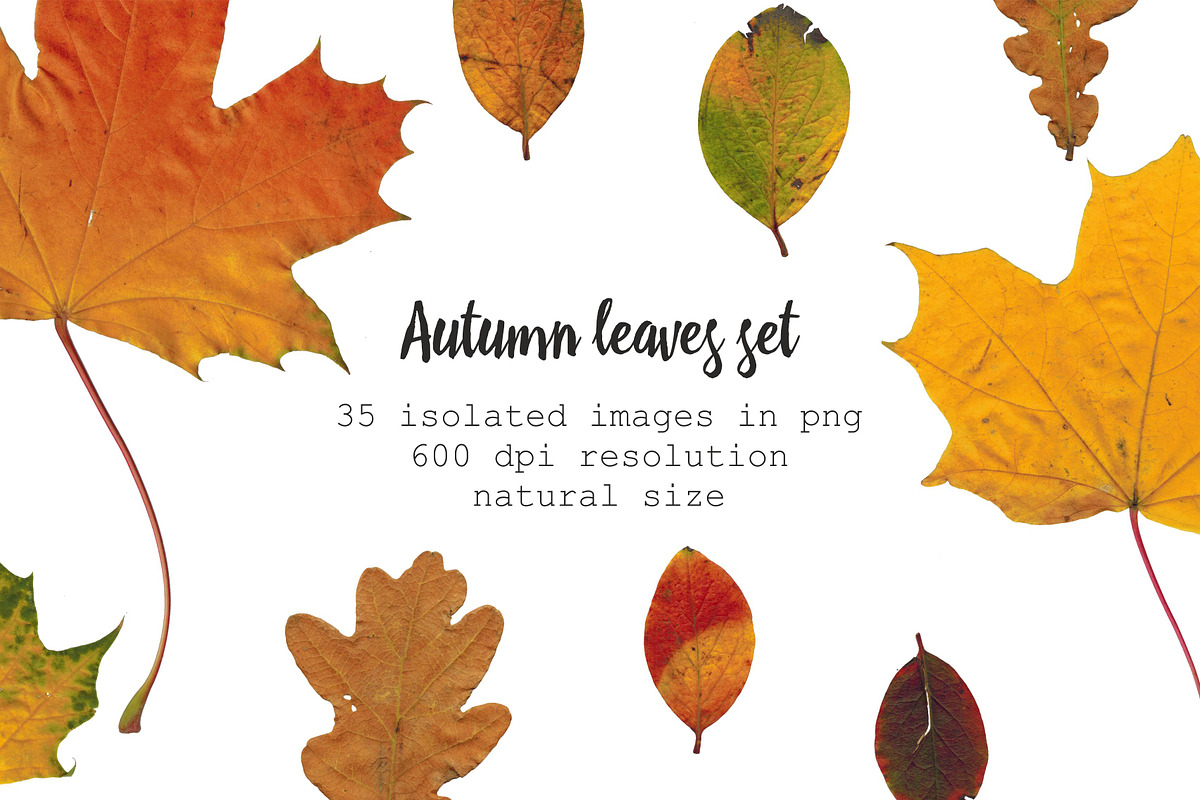 35 isolated autumn leaves png set, an Object Graphic by Lososenok (Photo 1 of 5)