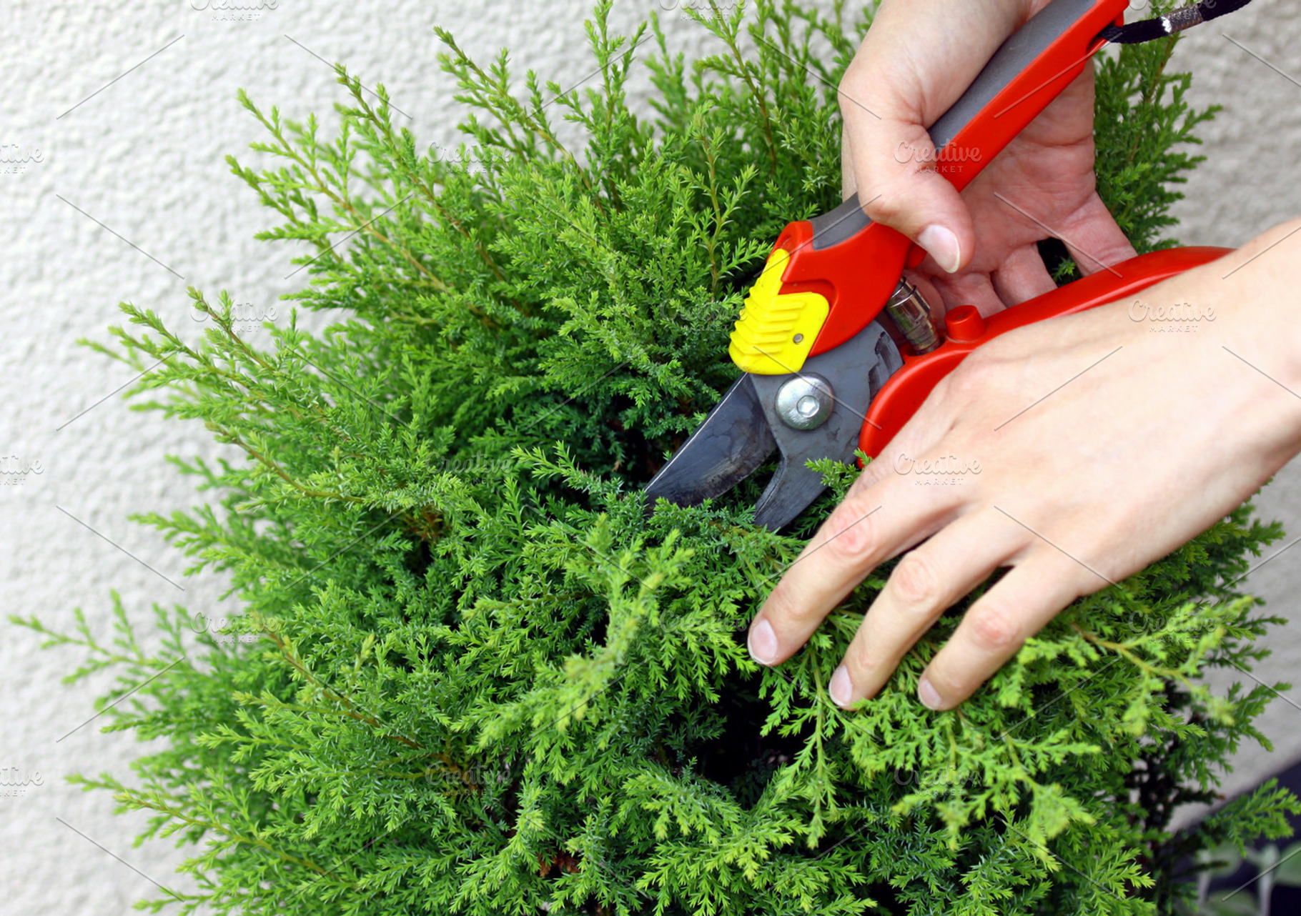 Hands pruning young tree, a Person Photo by BOOCYS