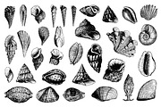 Nautical Vintage Illustrations, an Animal Illustration by hypegraphic (Thumbnail 5 of 6)