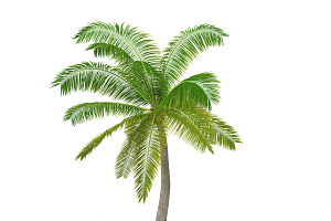 Palm