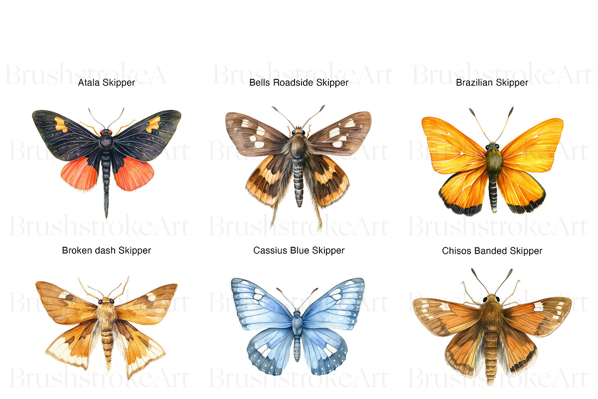 Skipper Butterfly Clipart, Butterfly, an Animal Illustration by BrushstrokeArtGB (Photo 2 of 9)