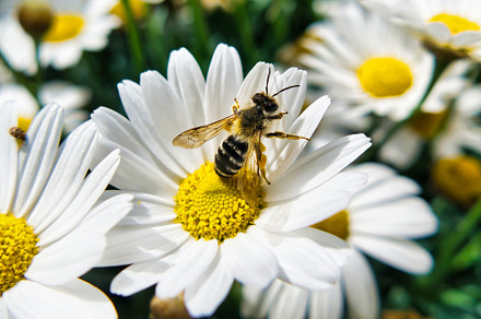 Bee on a beautiful white and yellow, an Animal Photo by RicardoVB3