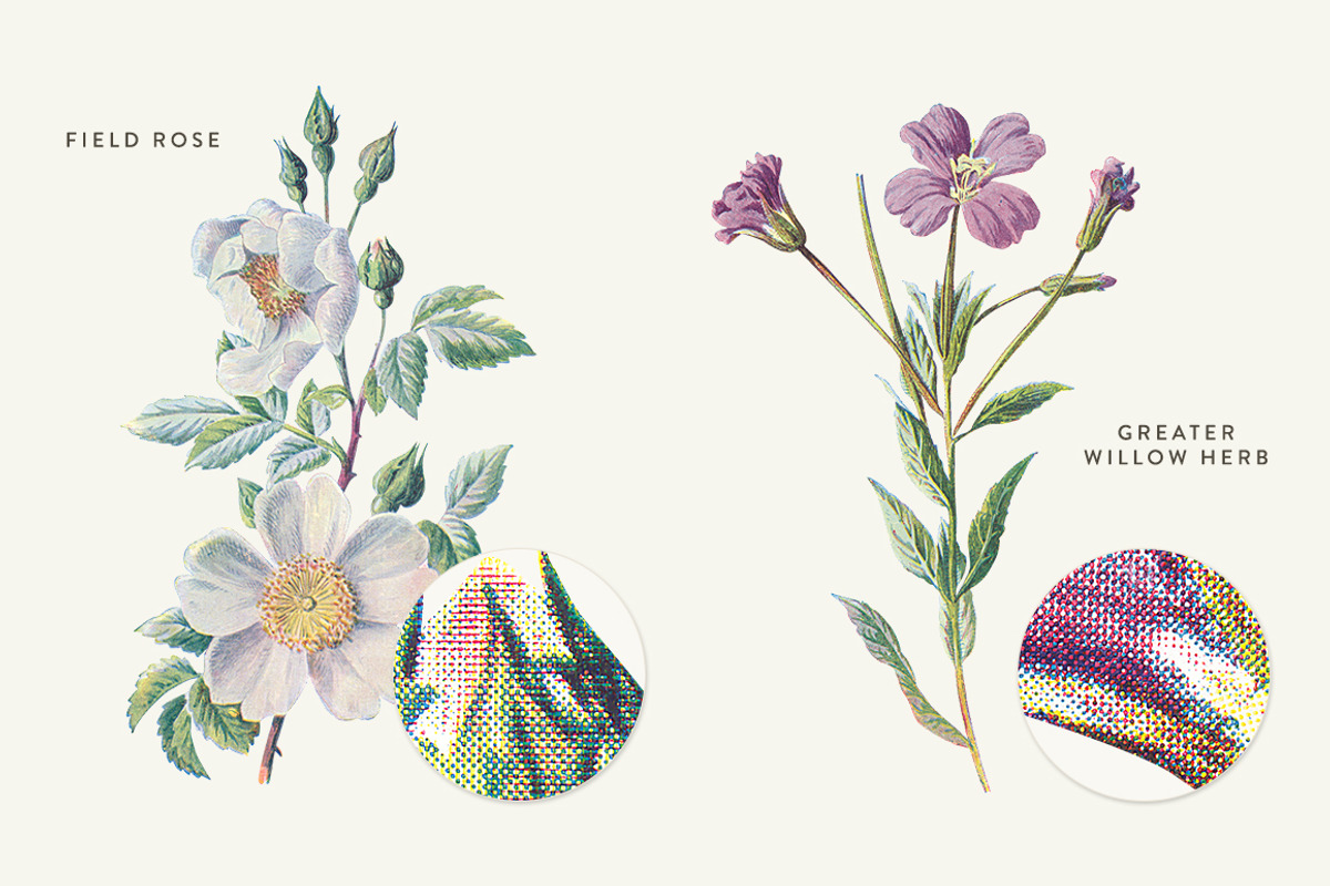 Vintage Flower Illustrations Bundle, an Illustration by Greta Ivy (Photo 43 of 62)