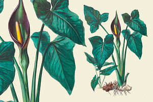 SALE! Botanical Heaven-Illustrations