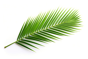 Green palm leafs on white background, a Nature Photo by AlyaAnd