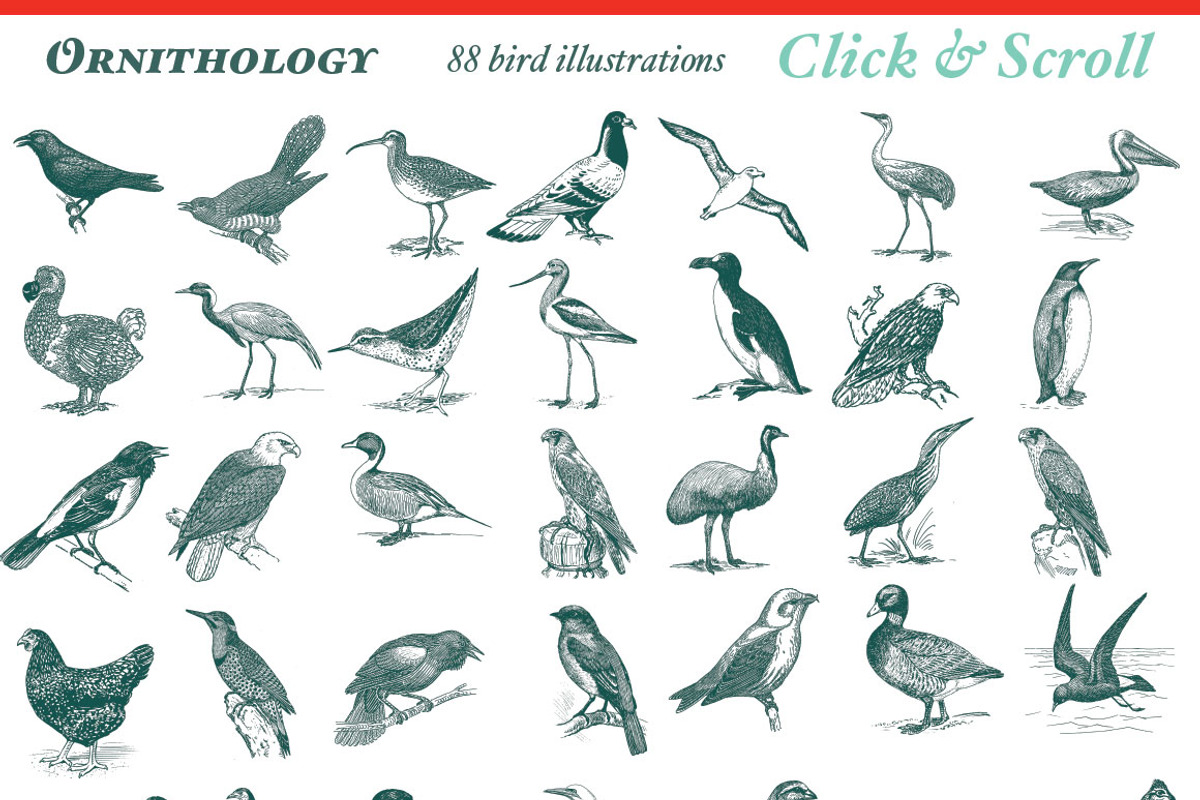 Super Illustration Pack, an Animal Illustration by BlackBird Foundry (Photo 4 of 4)