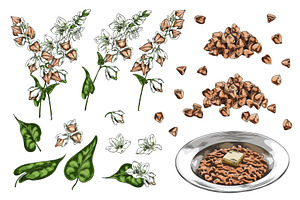 Buckwheat branch with flowers, an Object Illustration by Sabelskaya