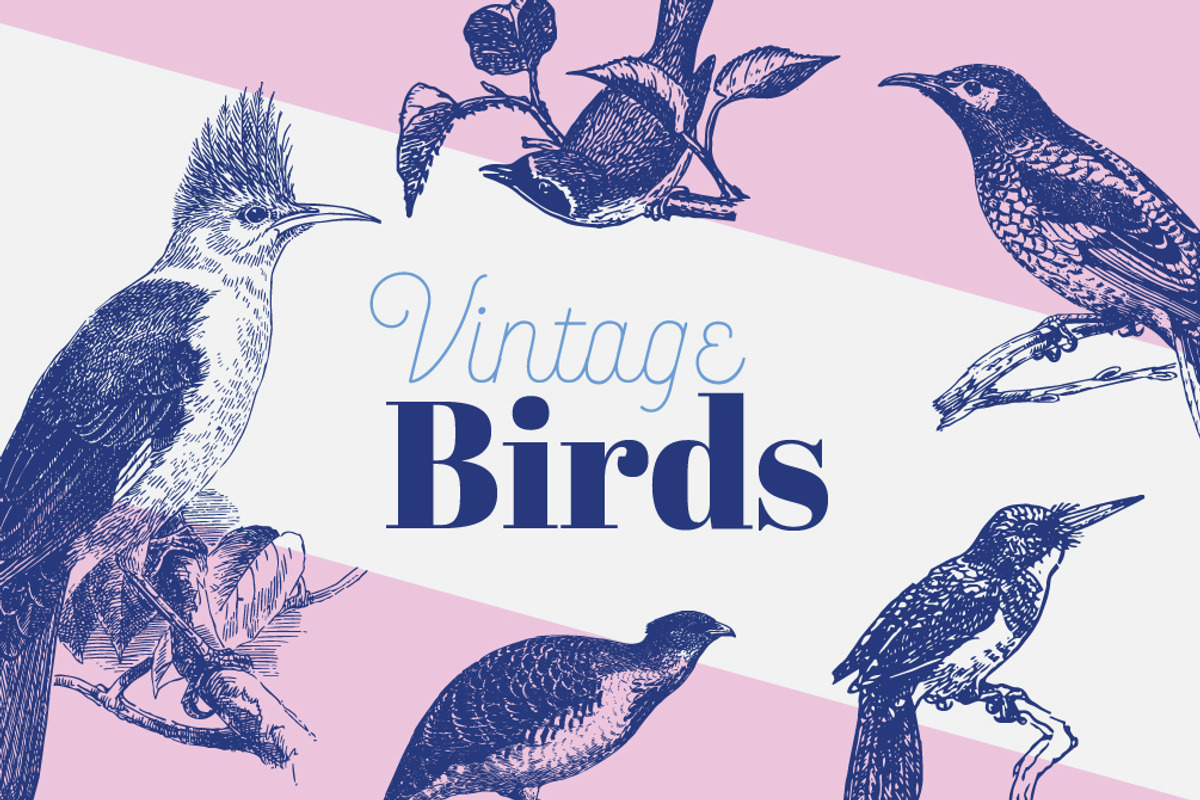 VINTAGE BIRDS | 25 Vectors, an Animal Illustration by Britt & Kit (Photo 1 of 3)