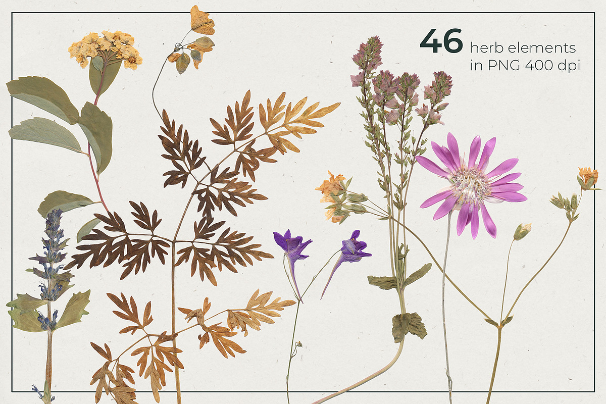 Herbarium Pressed Herbs PNG Set, a Decorative Illustration by dlinnaya (Photo 2 of 6)
