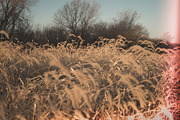 15 Light Leaks Presets, a Plug-in Add-On by cw_kennedy (Thumbnail 6 of 7)
