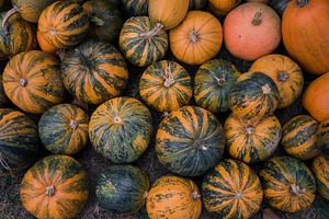 Halloween pumpkins in autumn containing background, pumpkin, and autumn