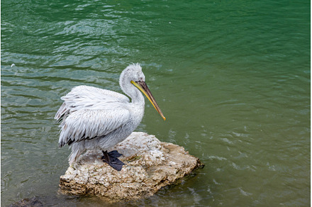 Close Up to pelican sitting on the, an Animal Photo by Beautiful things
