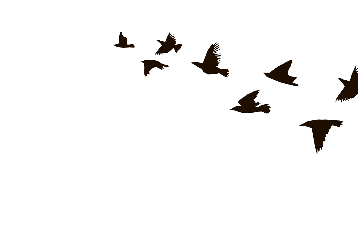 A flock of flying birds., an Animal Illustration by Naltik
