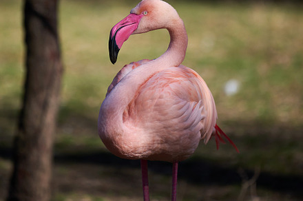 Pink flamingo stands in nature, wild bird, an Animal Photo by ndanko
