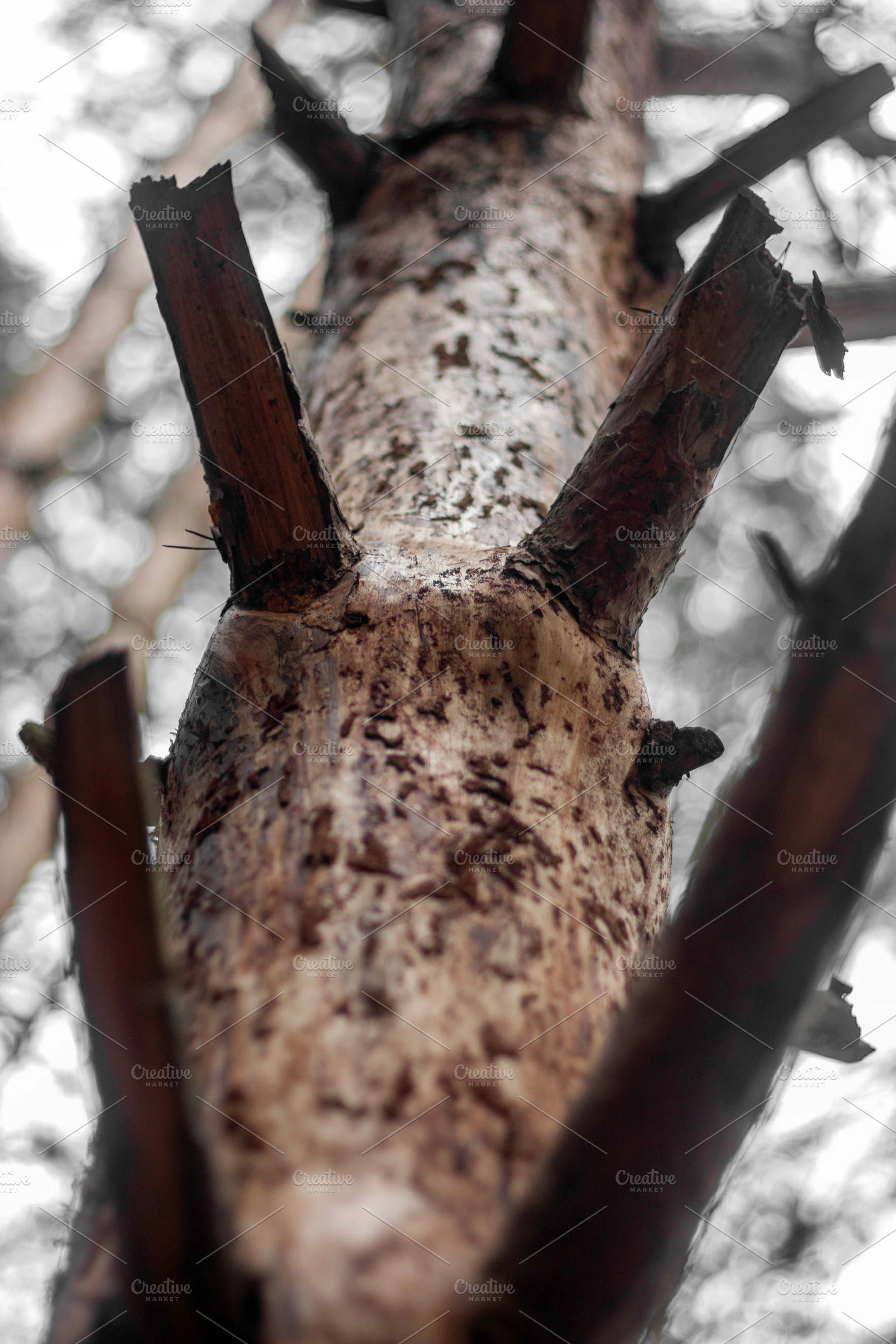 Pine tree trunk with broken branches, a Nature Photo by Schreibikus