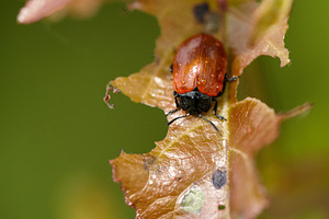 Leaf Beetle on Damaged Foliage: Nature's Intricate Balance., a Nature Photo by Rohan Photography