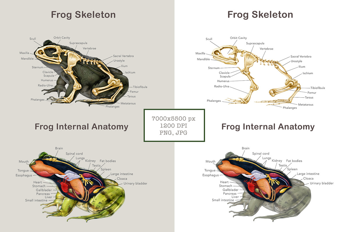 Animal Anatomy Study Pack, an Education Illustration by AnitaPol (Photo 8 of 20)