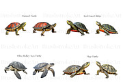 Turtle Illustration Clipart, Turtles, an Animal Illustration by BrushstrokeArtGB (Thumbnail 4 of 9)
