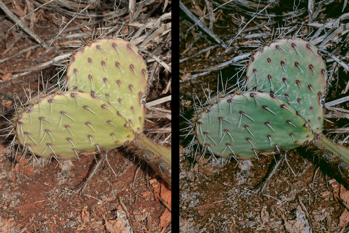 Apothecary Adobe Lightroom Preset preview 6