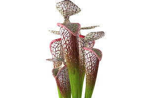 Sarracenia