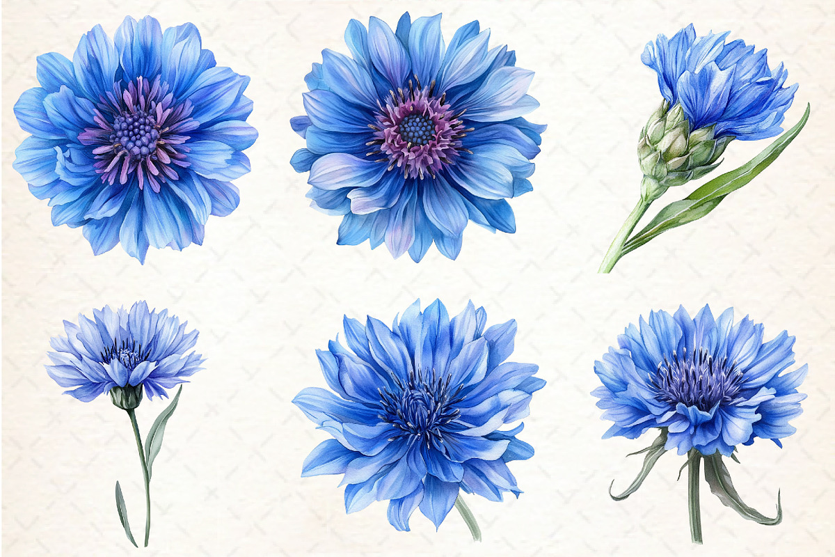Blue Watercolor Cornflower Clipart, an Illustration by Libby Wishes (Photo 5 of 5)