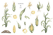 Watercolor Plant Life Cycle, an Education Illustration by MayaNavits (Thumbnail 7 of 17)