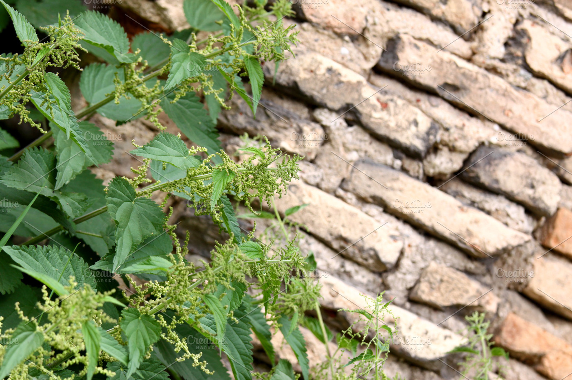 Nettle over wall, an Abstract Photo by BOOCYS