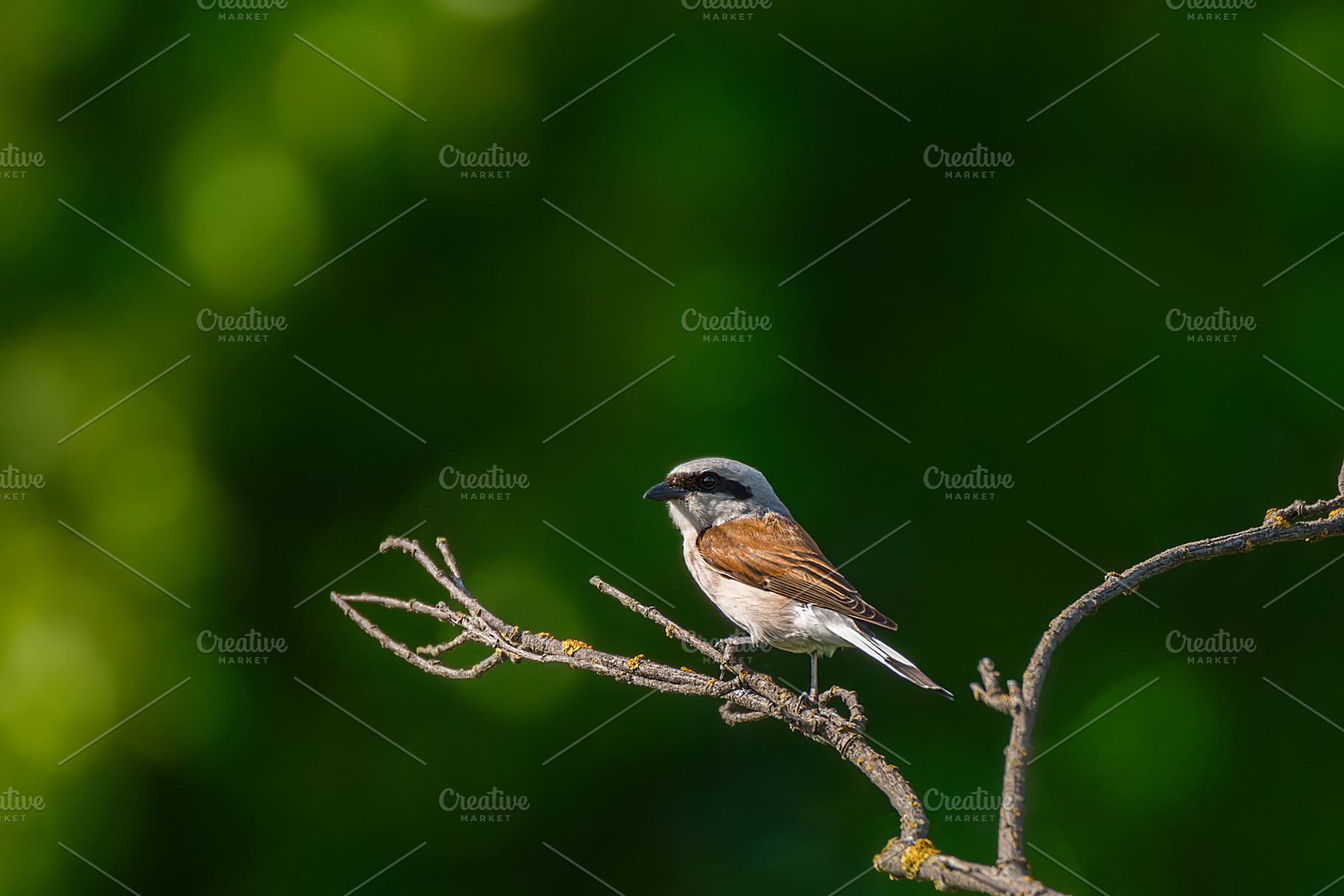 red backed shrike on a twig Lanius c, an Animal Photo by AlexBush
