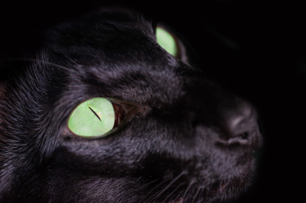 Black oriental cat green eyes