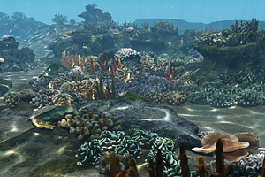 Underwater Coral Reef Habitat Ocean