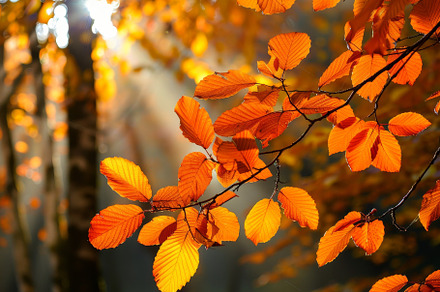 A tree with yellow leaves illuminate, a Photo by Iftikhar Alam