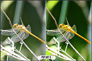 OM System & Olympus Art Filters, a Plug-in Add-On by Raztrend (Thumbnail 21 of 30)