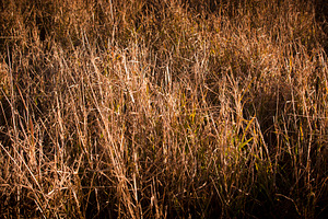 Dry Grass, a Nature Photo by THP Creative