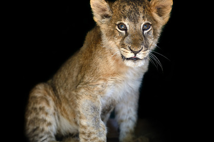 Lion featuring cub, lion, and animal, an Animal Photo by Byrdyak