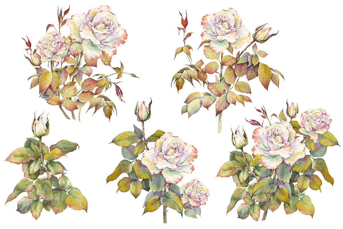 Romantic Watercolor Rose Clipart, a Decorative Illustration by Jeanna Draw (Photo 5 of 17)