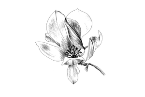 Hand Sketched Magnolia