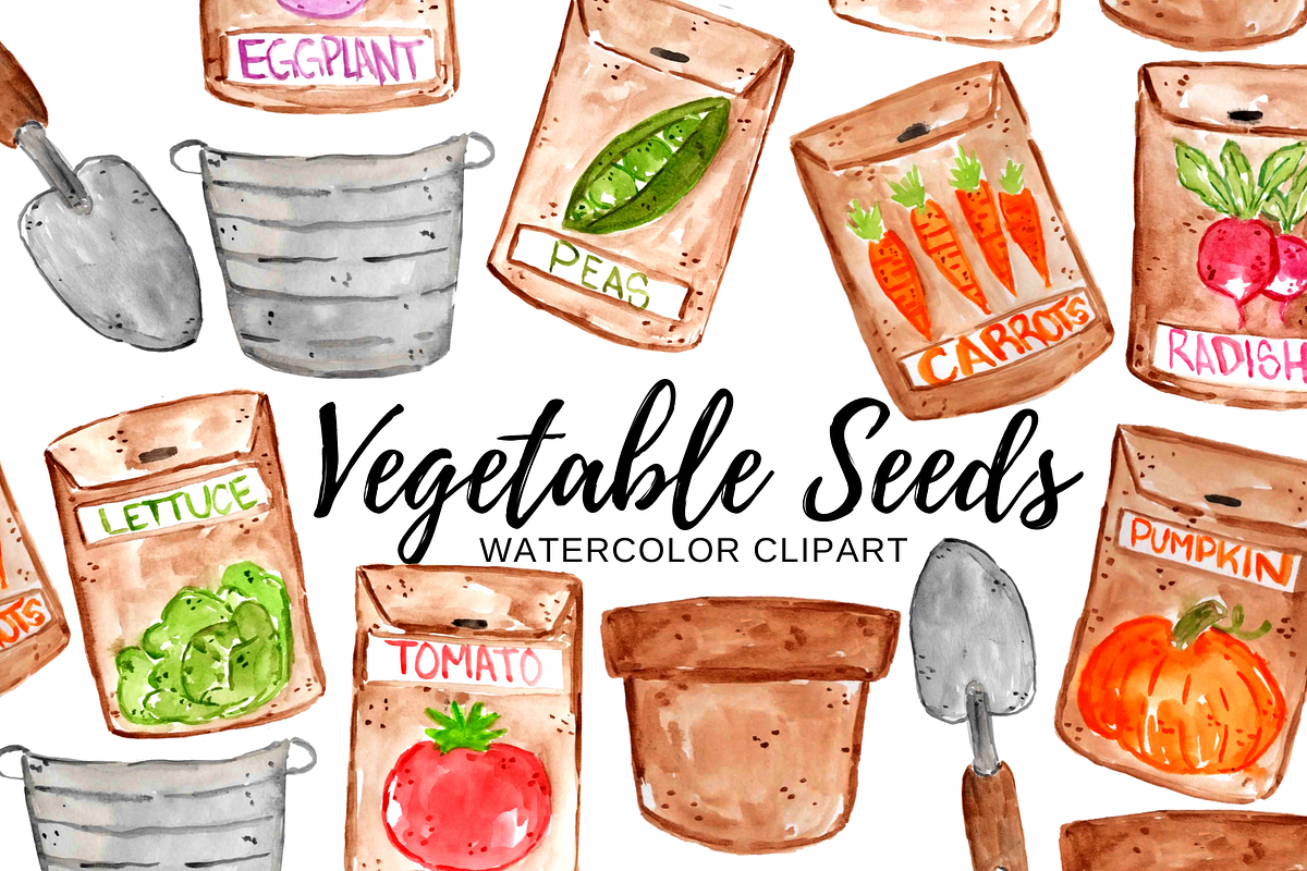 Watercolor vegetable seed clipart, an Illustration by Writelovely (Photo 1 of 2)