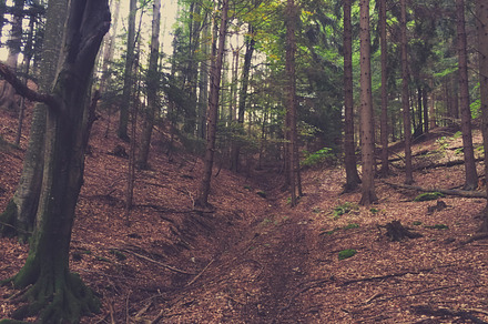 Mystic Forest Path Featuring Forest Path And Mystic preview 4