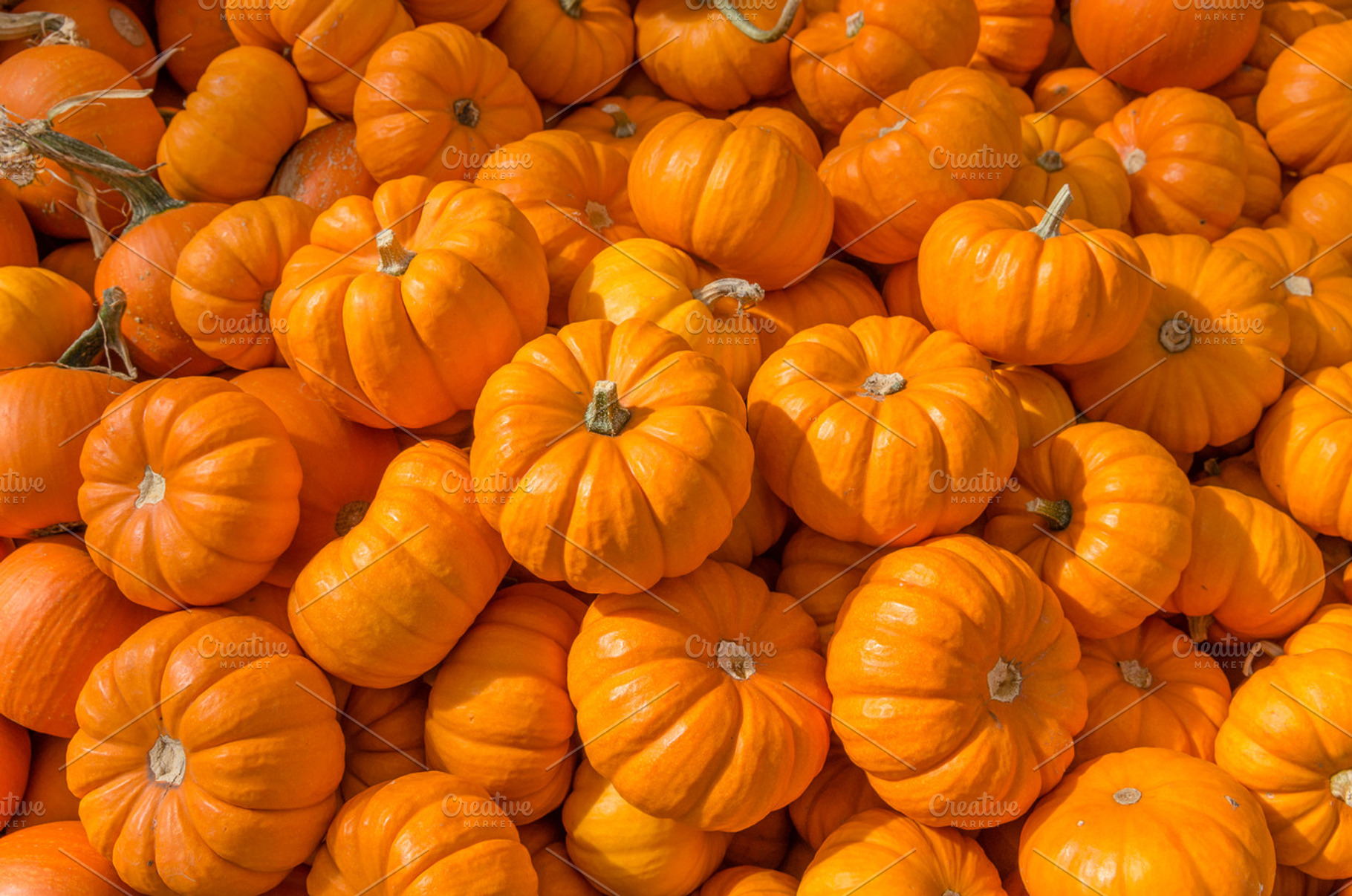 Mini Pumpkins At The Market