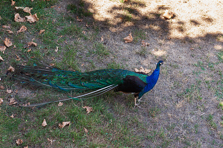 Peacock , beautiful representative exemplar of male peacock, an Animal Photo by Bepslabor
