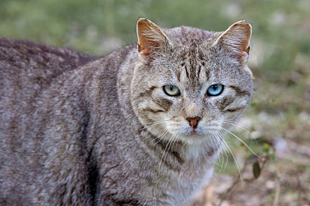 portrait of a cat with two-colored e, an Animal Photo by Perpis