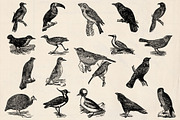 Dictionary Engravings Birds Vintage, an Illustration by Piddix Archives (Thumbnail 4 of 5)