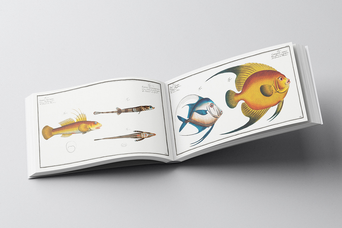 500+ Vintage Fish Illustrations, an Illustration by Dene Studios (Photo 2 of 15)