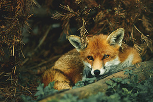 Fox Curled Up In Woodland, an Animal Photo by René Jordaan Photography