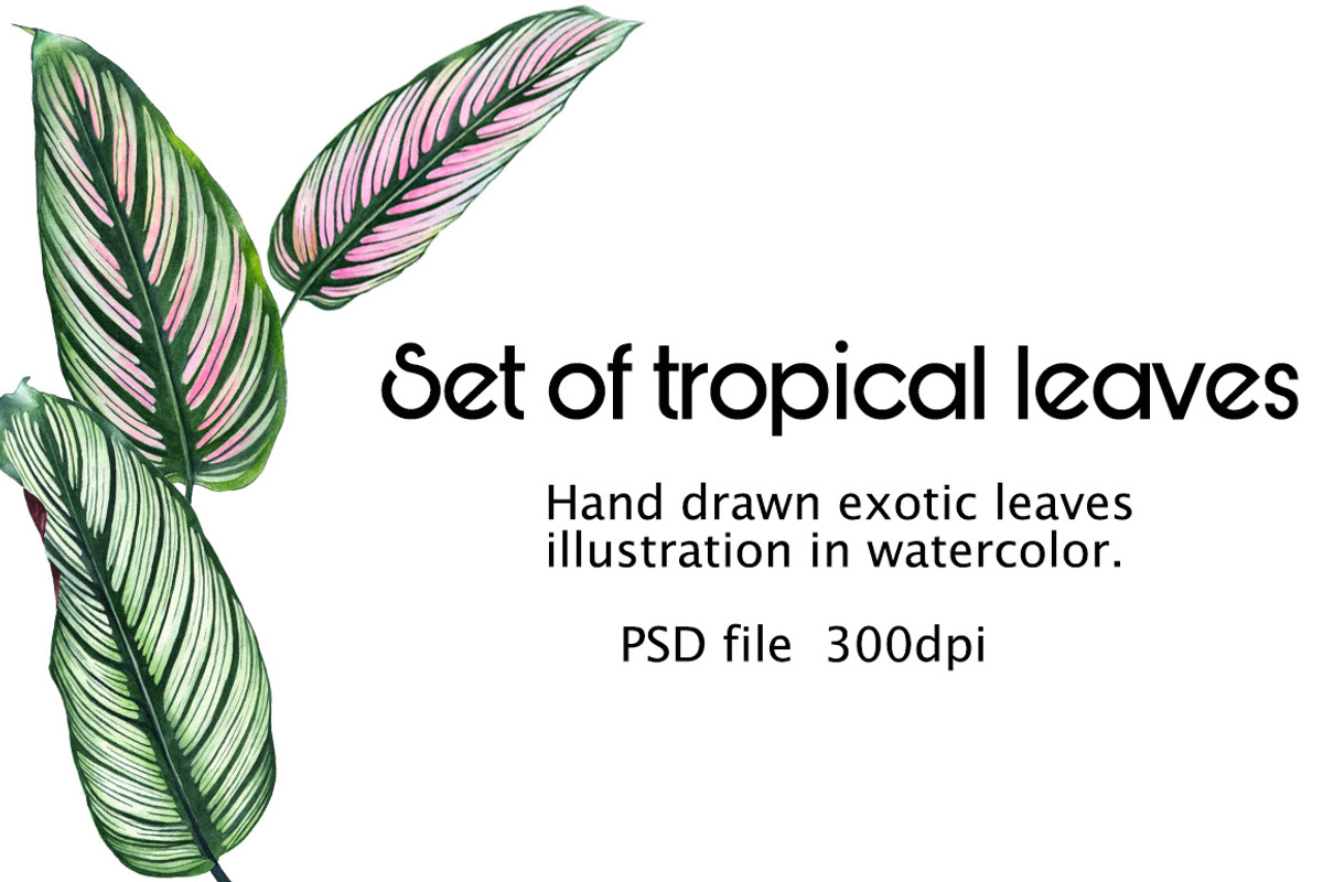 tropical leaves, a Decorative Illustration by Verlena's Corner (Photo 1 of 2)